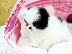 PoulaTo: Pomeranian Puppies - Ready now